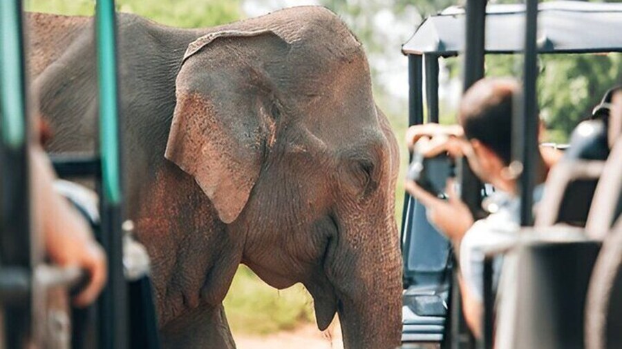 Private Transfer from Tangalle to Ella with Udawalawe Safari