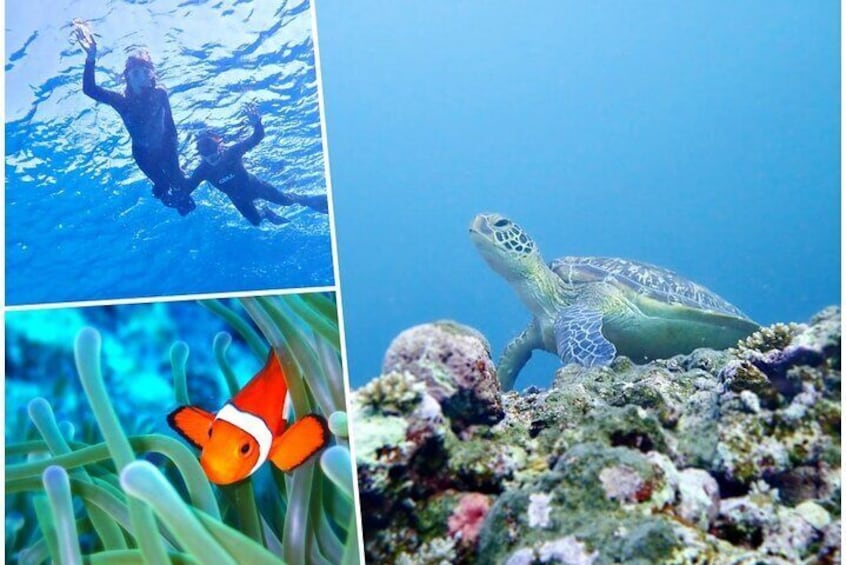 Discover Okinawa's Hidden Treasures Snorkeling Tour at Blue Cave 