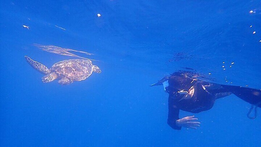 Discover Ishigaki's Hidden Treasures Snorkeling Tour at BlueCave