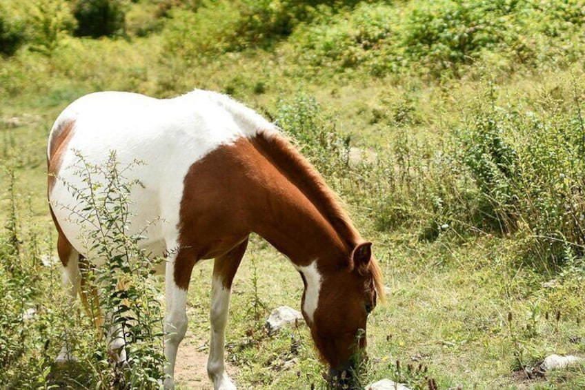 Horse Ride with Mountain Views