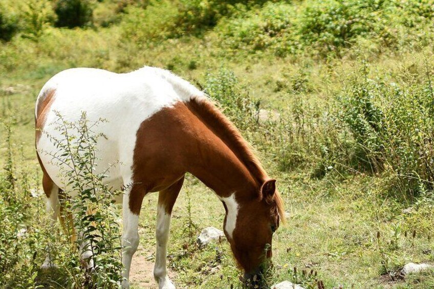 Horse Ride with Mountain Views