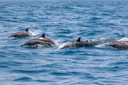 Dolfijnen spotten, snorkelen Halve dag Tour & Transfer – Zanzibar
