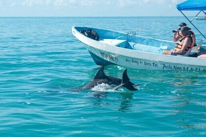 Osservazione dei delfini, tour di mezza giornata di snorkeling e trasferime...