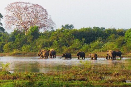 Habarana Safari Adventure with Kaudulla & Eco Park Experience