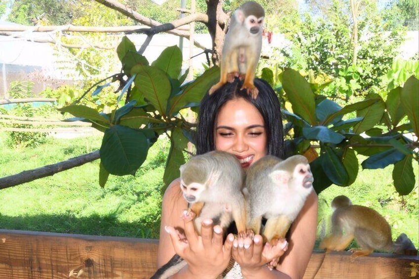 Shore Excursion Monkey Encounter and Puerto Plata City Tour