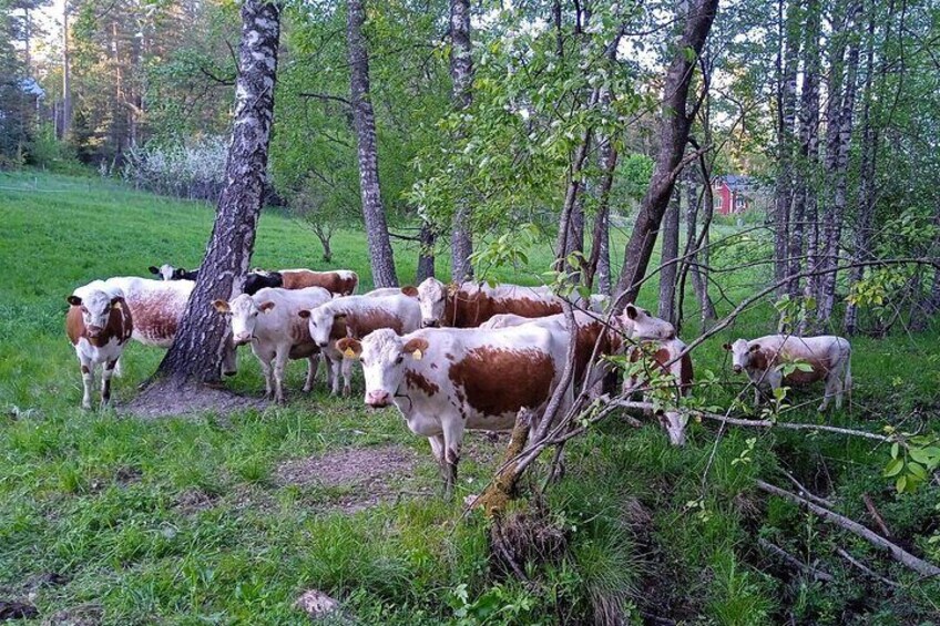 Sipoo Biodynamic Farm Visit with Lunch