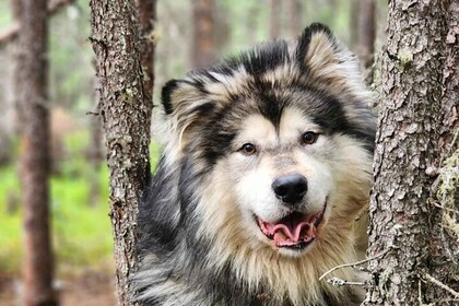 Fairbanks: Alaskan Summer Sleigh Dog Adventure