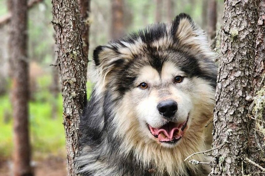 Fairbanks: Alaskan Summer Sled Dog Adventure