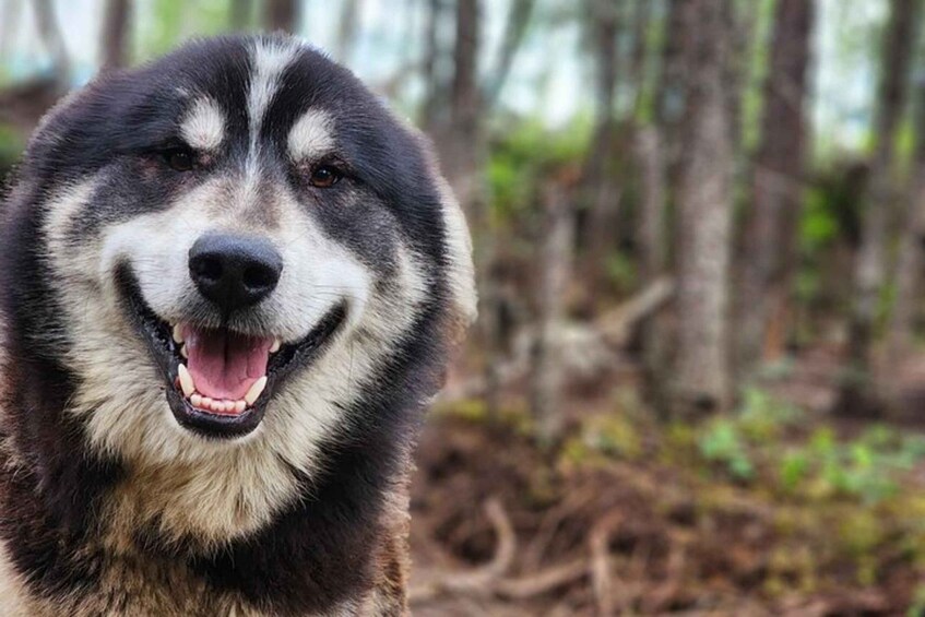 Picture 1 for Activity Fairbanks: Alaskan Summer Sled Dog Adventure