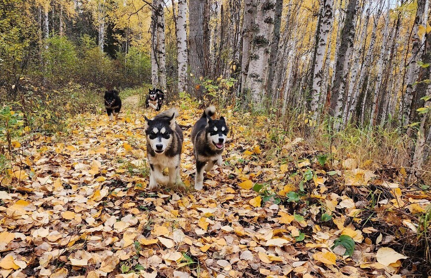 Picture 8 for Activity Fairbanks: Alaskan Summer Sled Dog Adventure