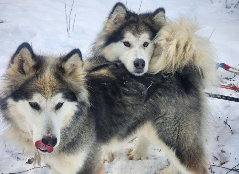 Picture 2 for Activity Fairbanks: Alaskan Summer Sled Dog Adventure