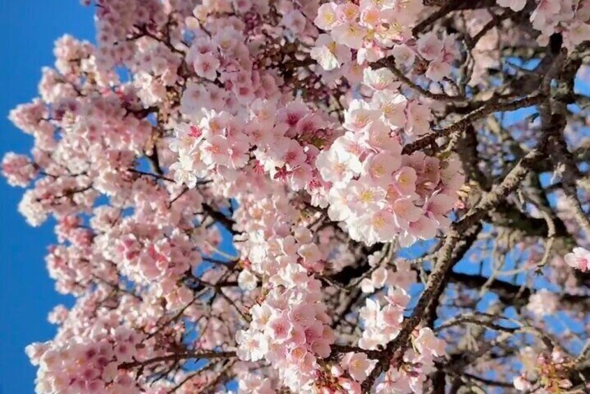 Shizuoka and Izu City Cherry Blossom Private 2 Days Tour