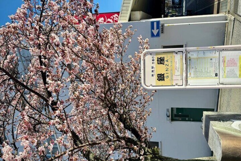 Shizuoka and Izu City Cherry Blossom Private 2 Days Tour