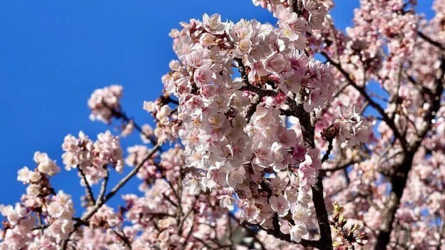 Shizuoka and Izu City Cherry Blossom Private 2 Days Tour