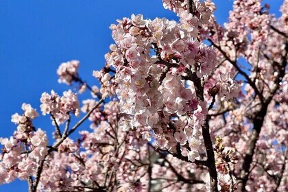 Shizuoka and Izu City Cherry Blossom Private 2 Days Tour