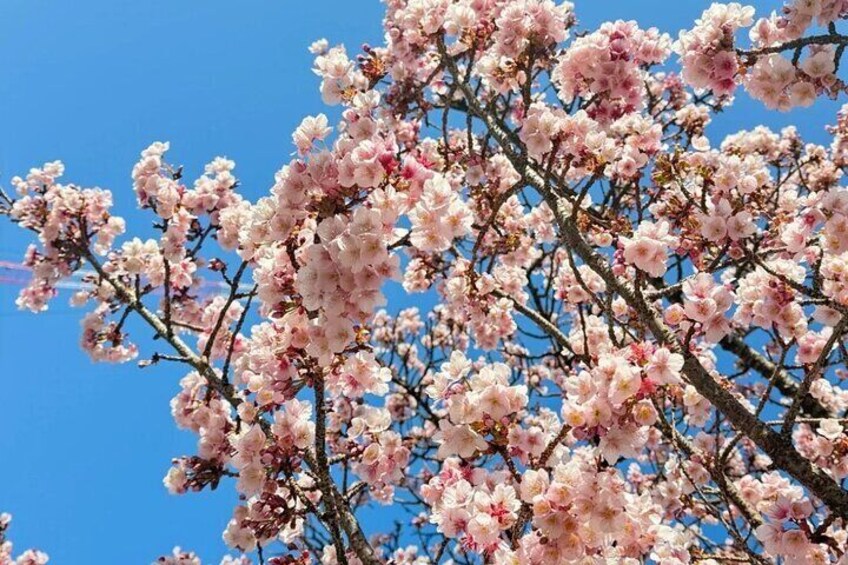 Shizuoka and Izu City Cherry Blossom Private 2 Days Tour