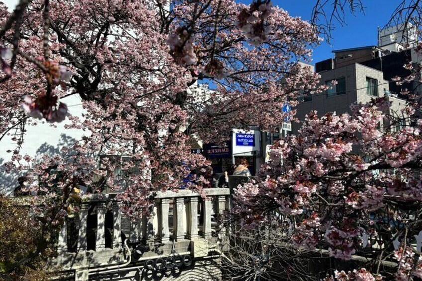Shizuoka and Izu City Cherry Blossom Private 2 Days Tour