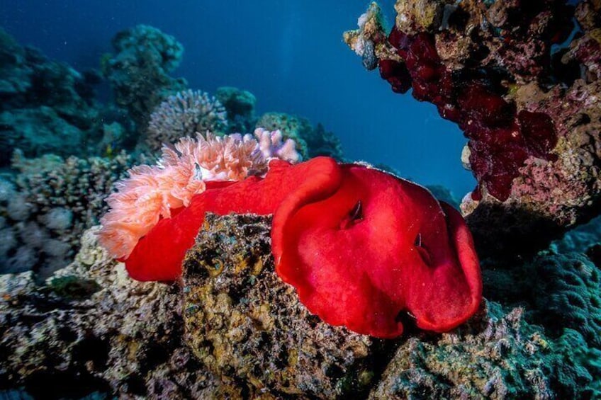 Yanbu Scuba Diving for Beginners