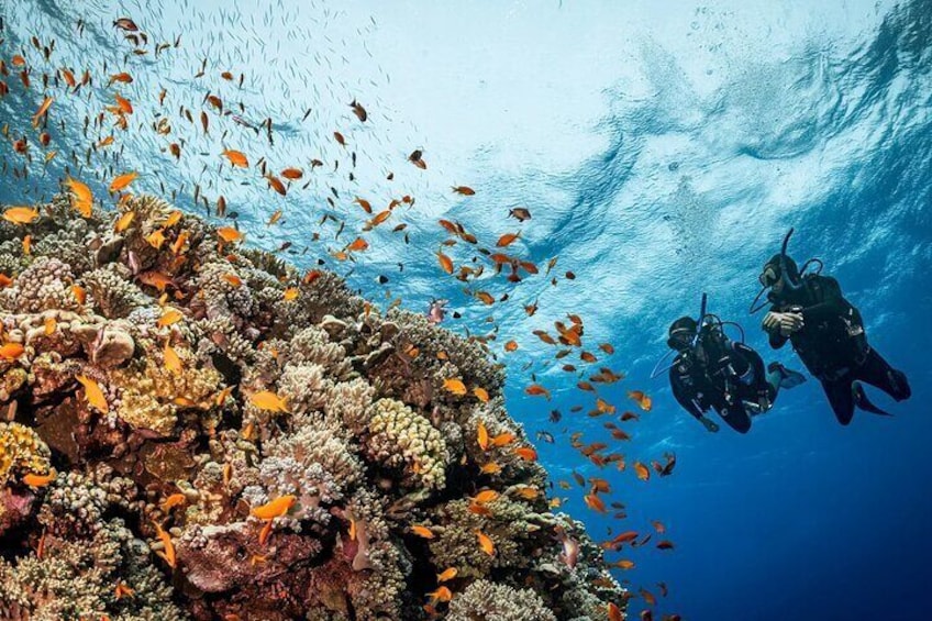 Yanbu Scuba Diving for Beginners