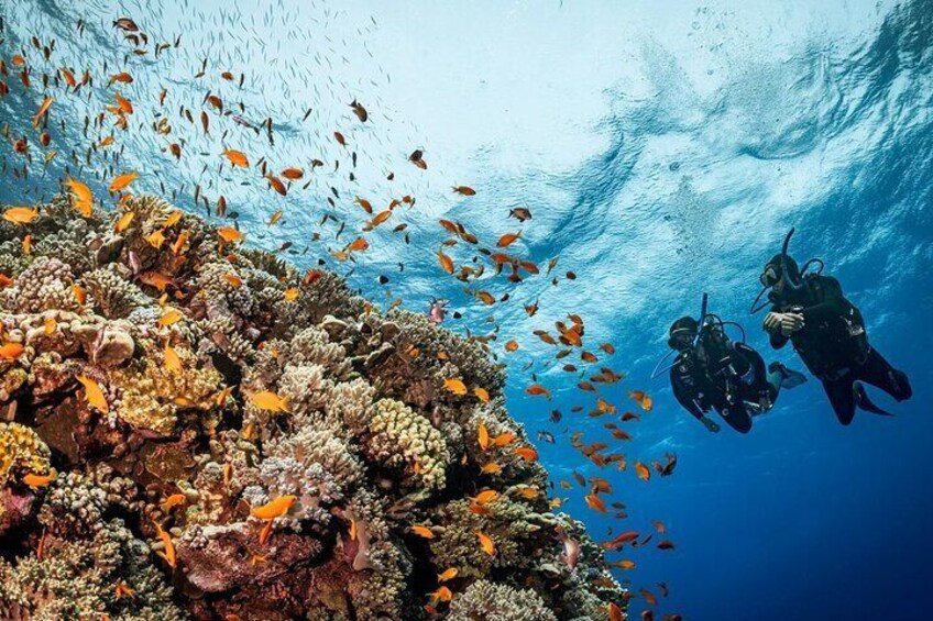 Yanbu Scuba Diving for Beginners