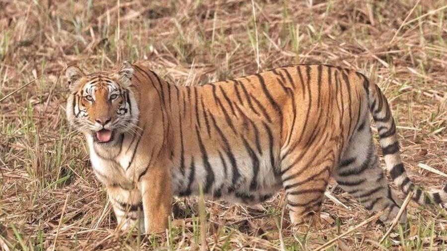 Royal Bengal Tiger at Bardia National Park