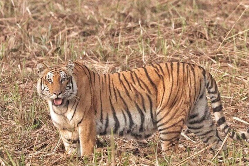 Royal Bengal Tiger at Bardia National Park 