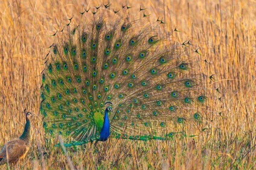 5 Nights Bardia Jungle Safari with Jeep ,Rafting & Walking Safari