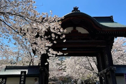 Sapporo City Cherry Blossom Private Sightseeing Tour