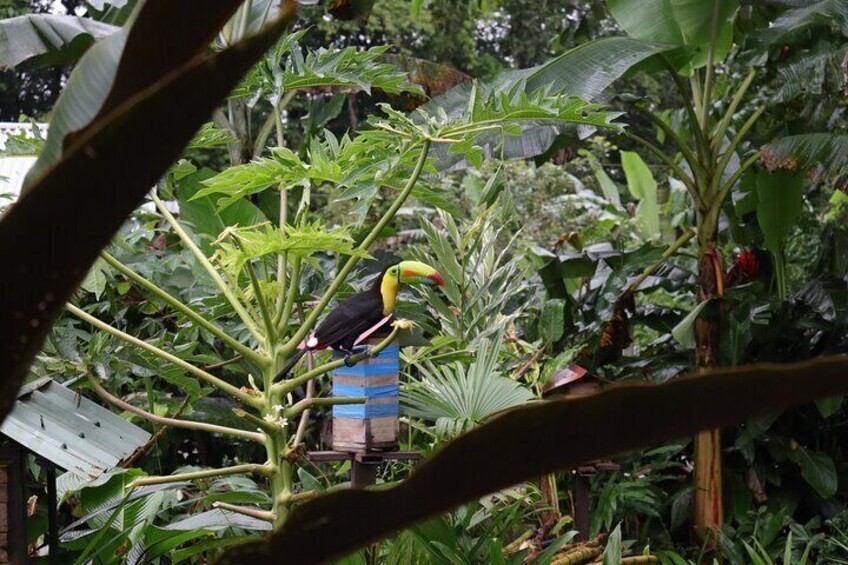 Experience the Authentic Costa Rican Cuisine in La Fortuna