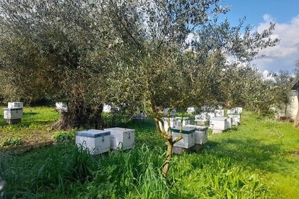 Corfu Private Tastings and Beach Tour