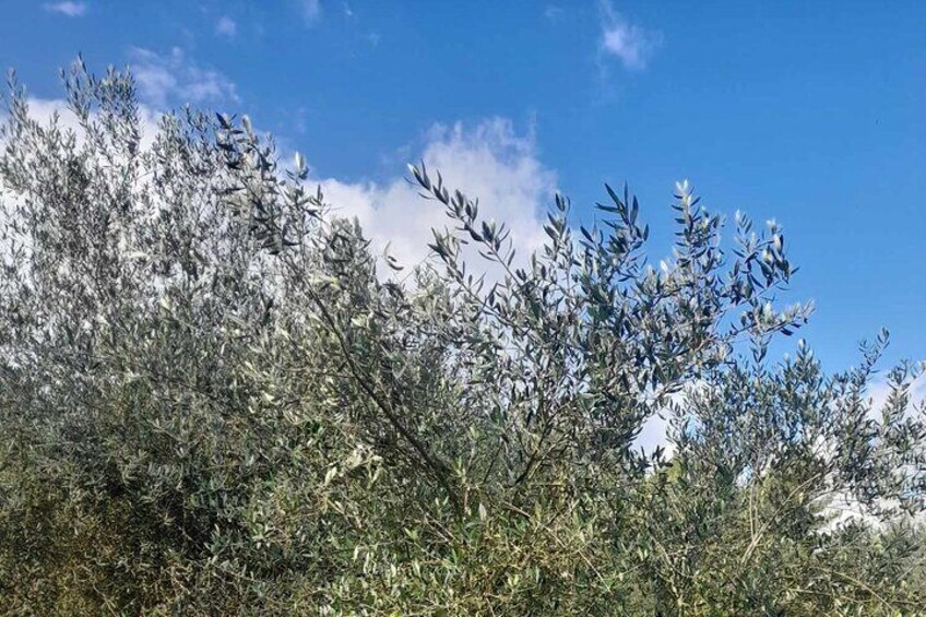 Olive trees