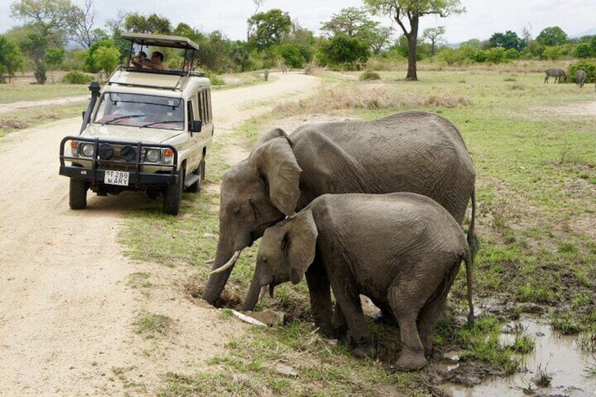 Safari Adventure in Mikumi National Park