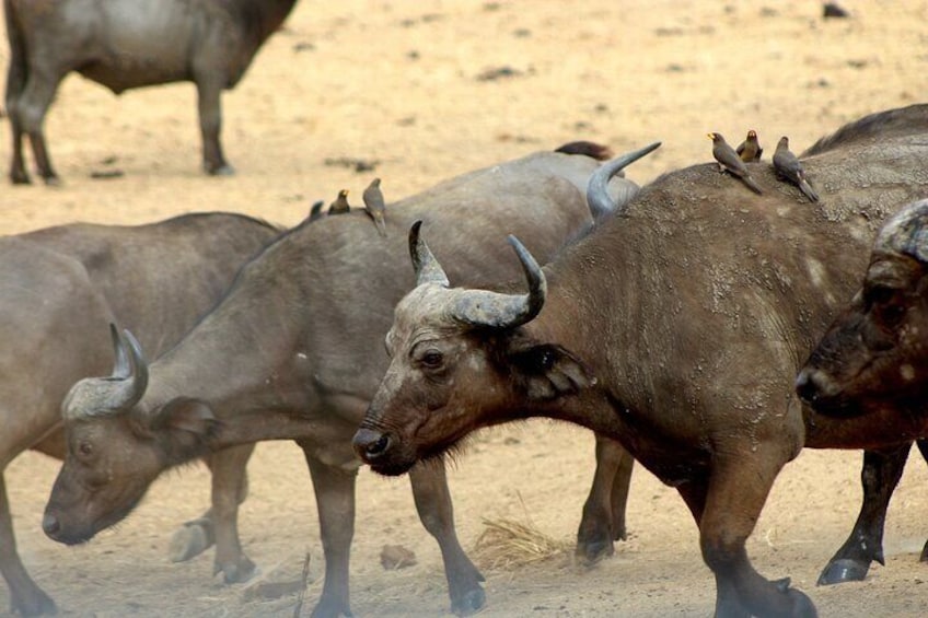 Safari Adventure in Mikumi National Park