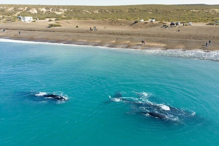 El Doradillo Whale Watching Half-Day Tour from Puerto Madryn