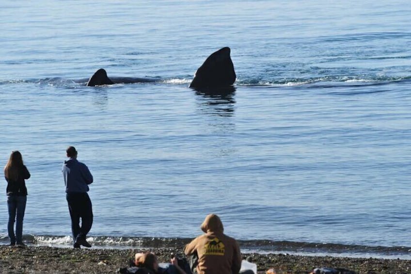 El Doradillo Whale Watching Half-Day Tour from Puerto Madryn