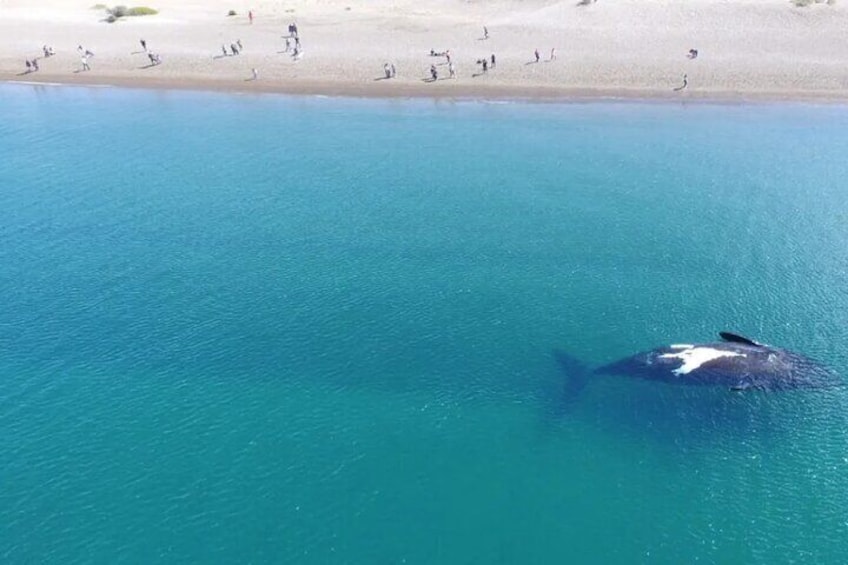 El Doradillo Whale Watching Half-Day Tour from Puerto Madryn