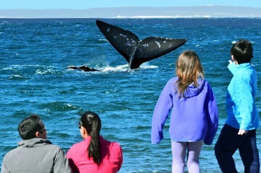 El Doradillo Whale Watching Half-Day Tour from Puerto Madryn