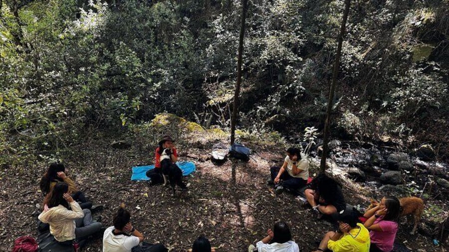 Forest Bathing Nature Sensory Immersion Tour