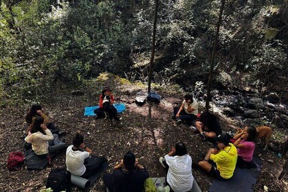 Immerse in the Nature: Deep Connection through Forest Swimming