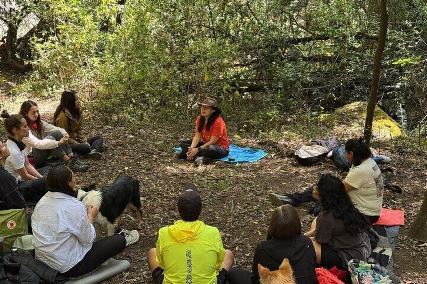 Forest Bathing Nature Sensory Immersion Tour