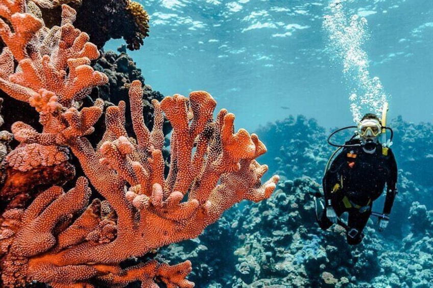 Diving in Yanbu – Private Red Sea Fun Diving Tour