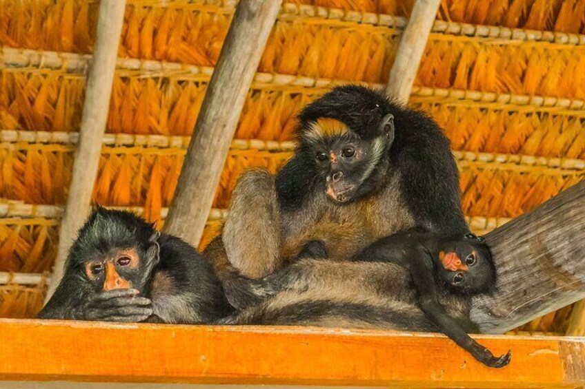  Iquitos: Amazon Jungle Forest - Full Day Adventure