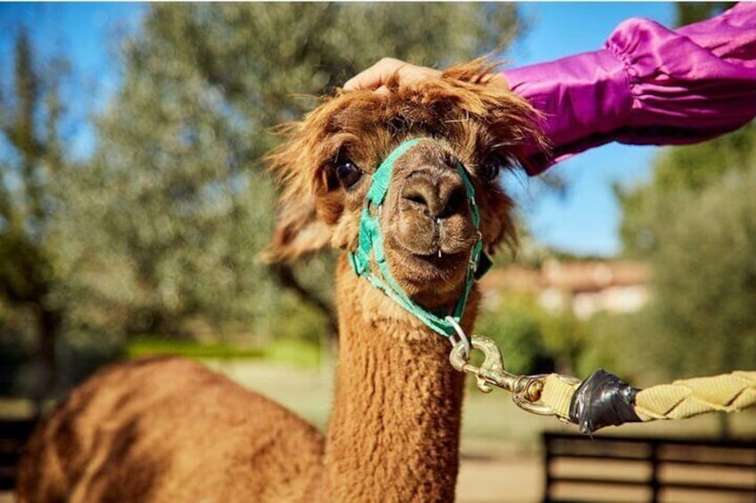 Visit to the Farm and walk with the Alpacas