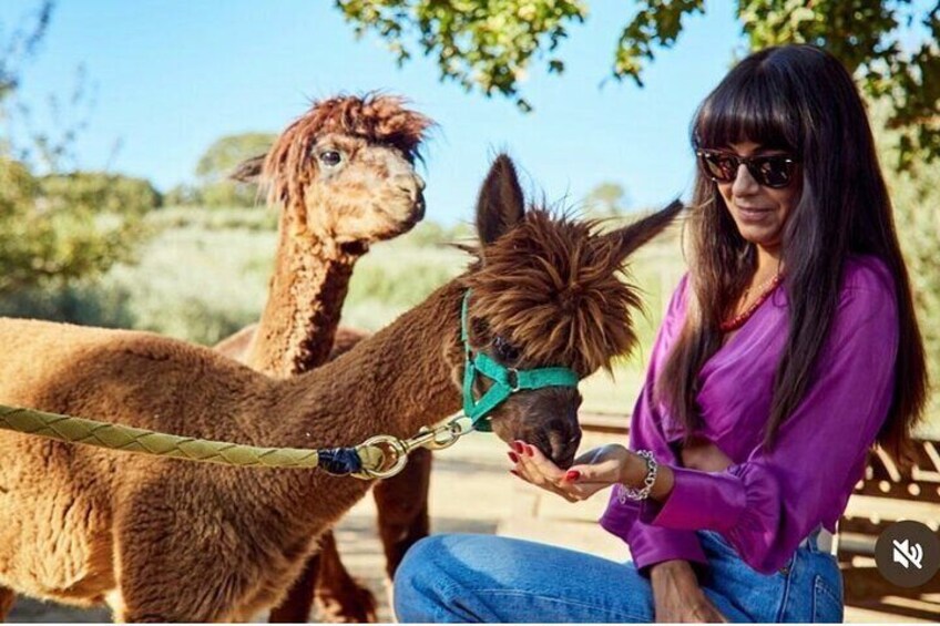 Visit to the Farm and walk with the Alpacas