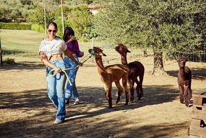 Visita a la granja y paseo con las alpacas