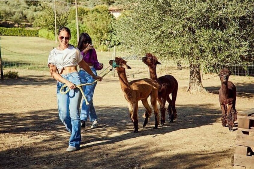 Visit to the Farm and walk with the Alpacas