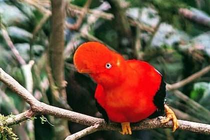 Explore the Manu Biosphere Forest in 2D from Cusco