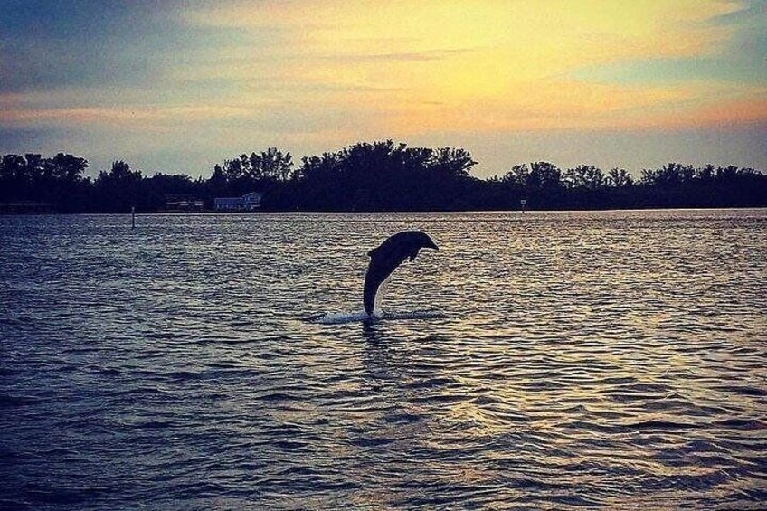 Anna Maria Island Dolphin Sunset Boat Tour