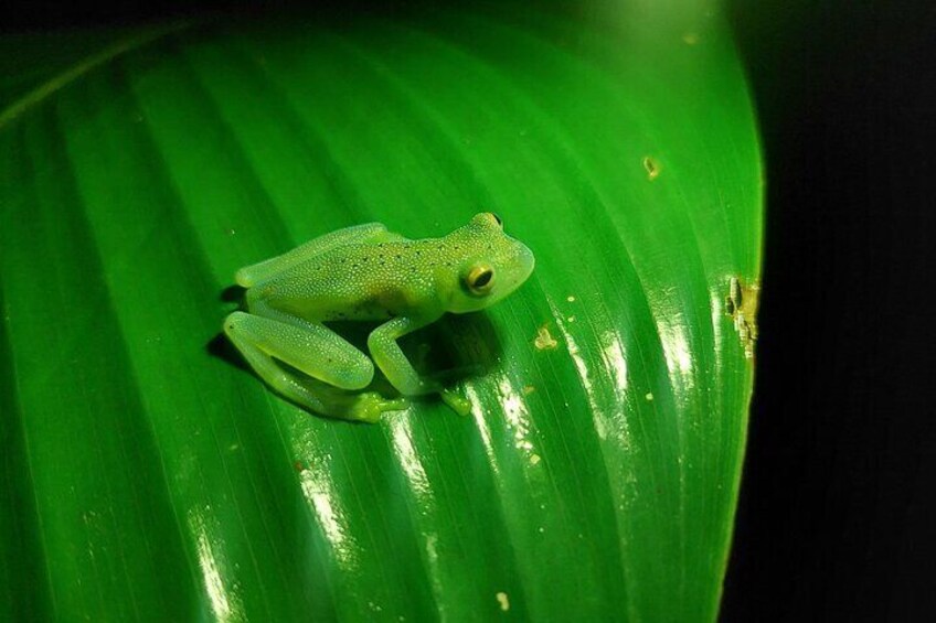 Adventure on Clouds with the Arenal Eco Expedition