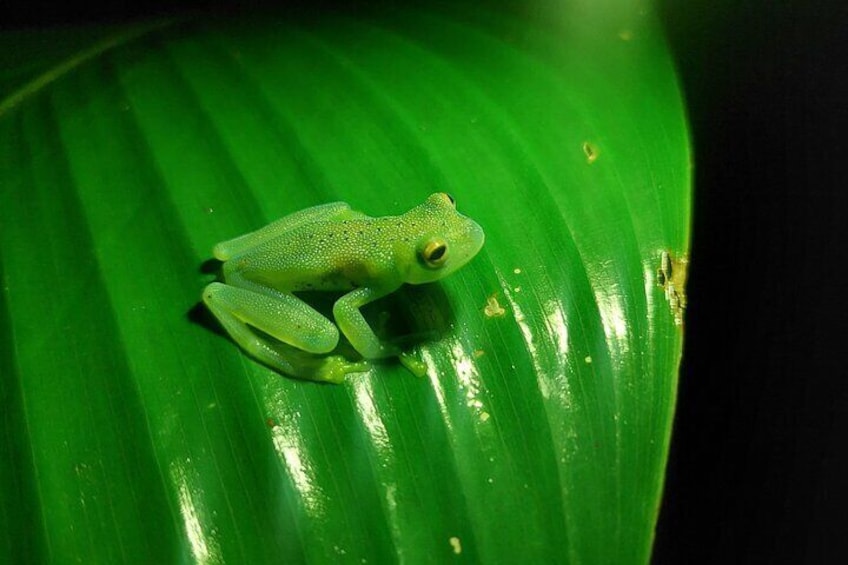 Adventure on Clouds with the Arenal Eco Expedition